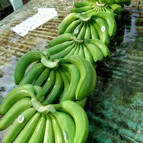 bananas