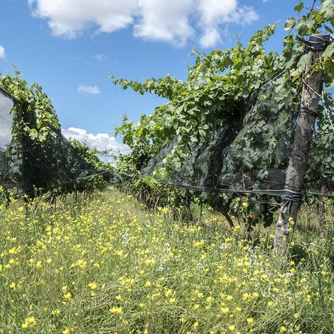 Canopus_Wine_Vineyard