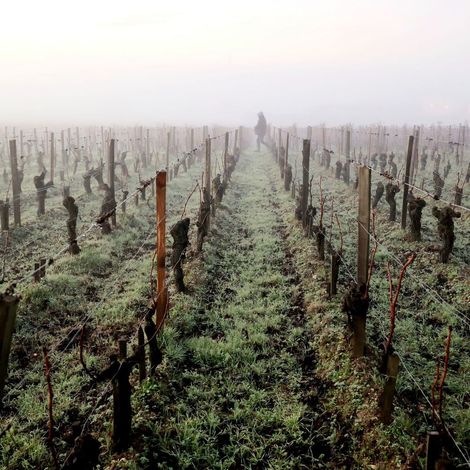 Always attentive and at the service of the vine, whatever the seasons