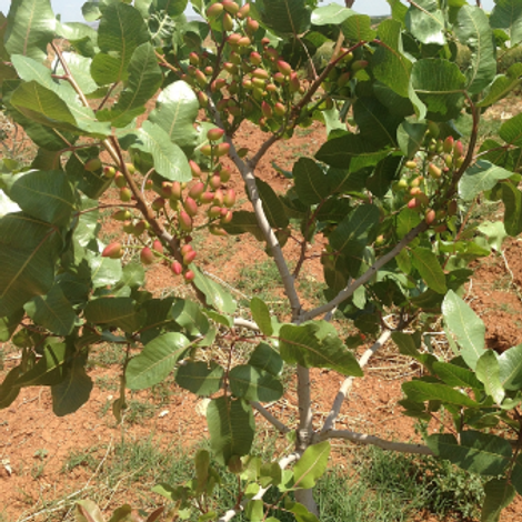 Pudor Ic Ve Dis Ticaret Limited Sirketi