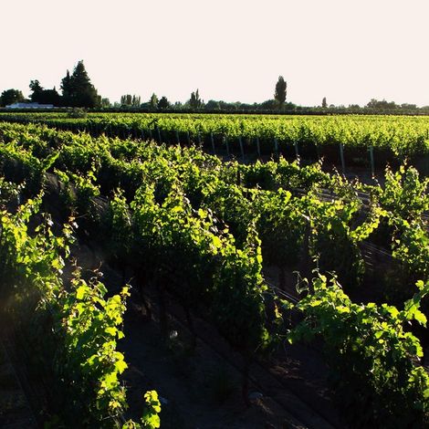 Alfredo Roca Wines Vineyard-Finca La Perseverancia (Farms The perseverance)