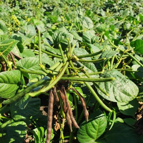 Australian Mungbean Company Pty Ltd - Green Mung Beans