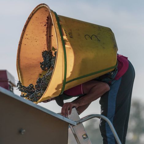 Château Sénéjac_Wine_Harvest2