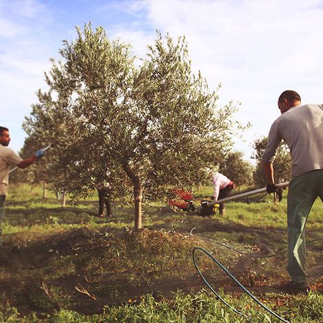 the olive harvest