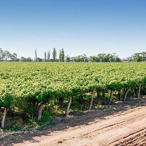 Somewhere Else Vineyards