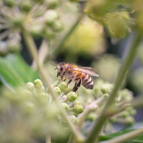 Bioland Beekeeping Flower Dew