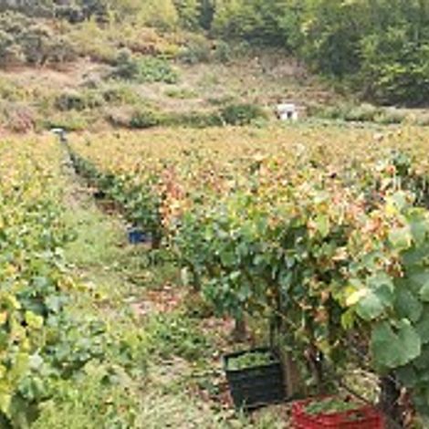 FELIPE MAYO WINERY