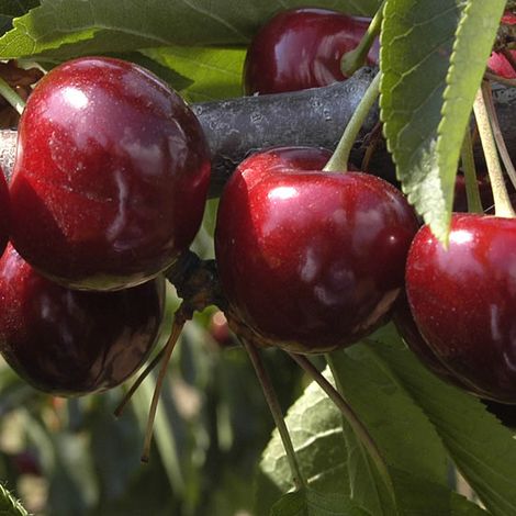 Alara Tarim Urunleri Sanayi Ve Ticaret A S