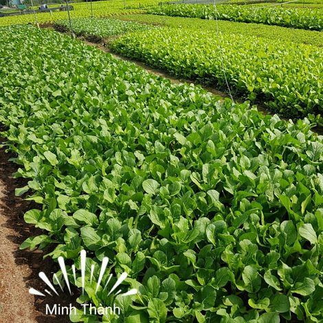 Minh Thanh Food Company Limited