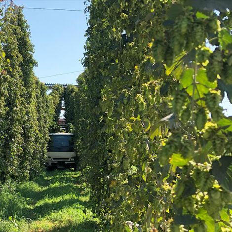 HOPS DIRECT, LLC