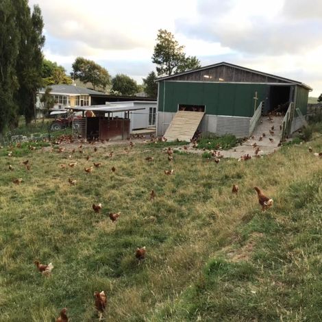Aotearoa Free Range Eggs Limited