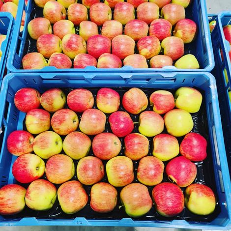 Nicolai Fruit - Apples