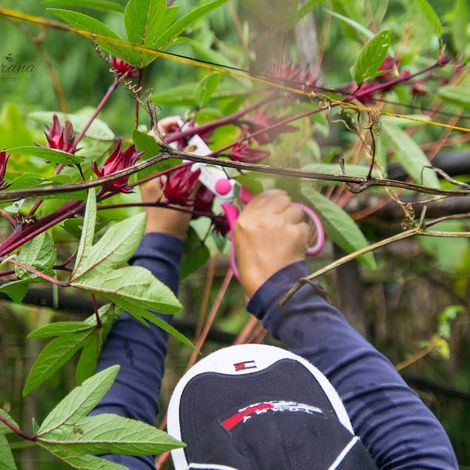 CeranaFarms20191105007.jpg