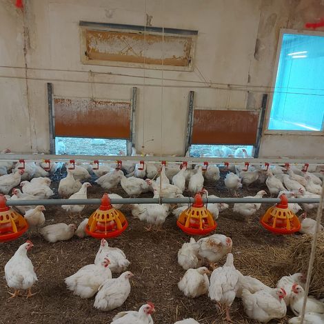 Safir - Poultry