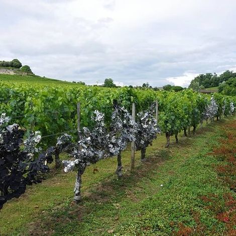 Vineyards