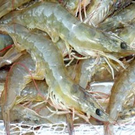 Shrimps Trade International
