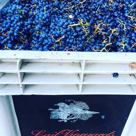 Lail Vineyards_Wine_Fruit