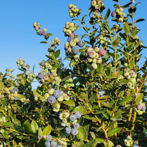 Always Fresh Farms LLC