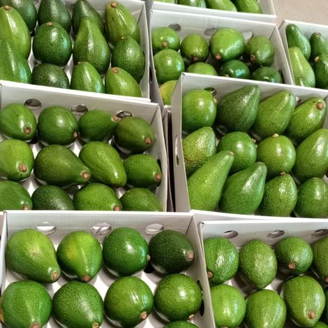 Hass Avocados