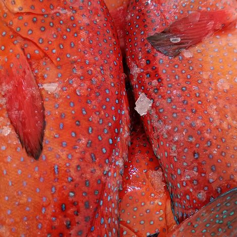 Coq Rouge / Blue spotted grouper
