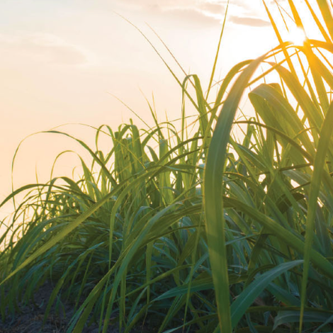 The Suphanburi Sugar Industry Company Limited - Plantation