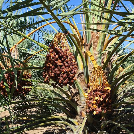 Date trees