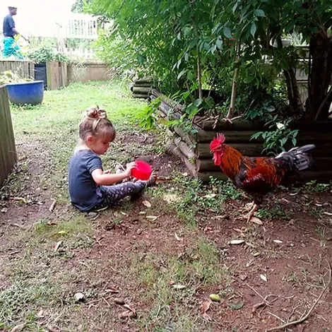 The Litchi Orchard