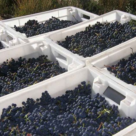 Grapes