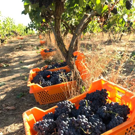 Arcadia Vineyards's harvest