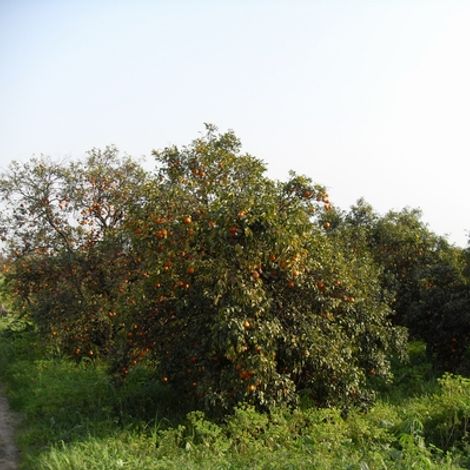 Naqshbandi Enterprises - Mandarin Field