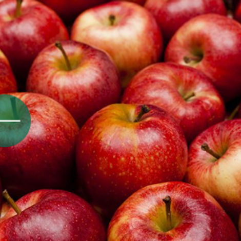 North Bay Produce, Inc.