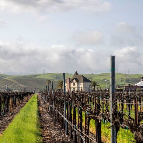 Concannon Vineyard - Vineyard