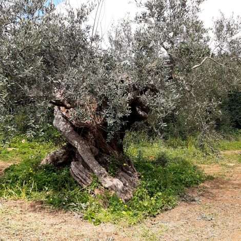 Olive Tree