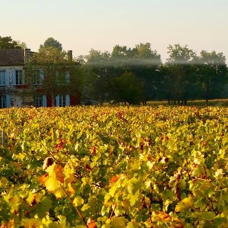 Château Anthonic vineyard 1.jpg