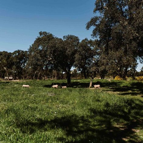 GoOrganic_Pork_grass feed