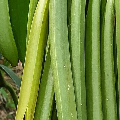 Green vanilla