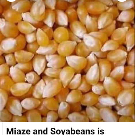 Yellow Maize