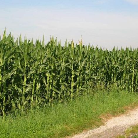 Corn Fields