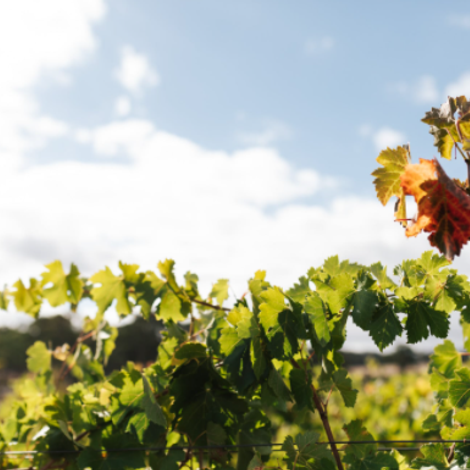 Howard Vineyard