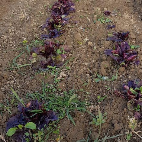 Organic Wäberhof - Plantation