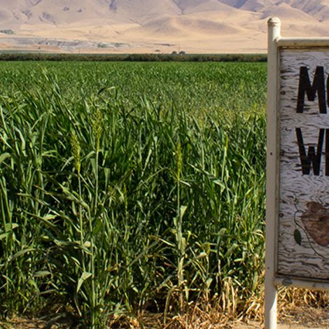 White Wolf Potato Company