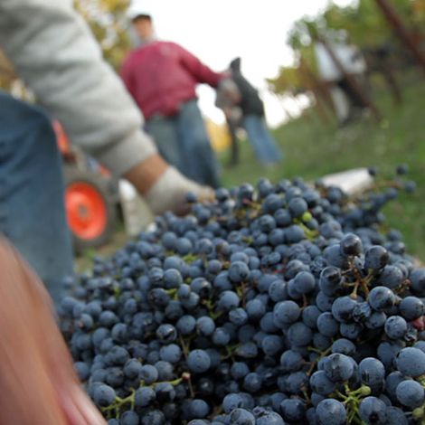 CADE Estate Winery_Wine_Harvest6