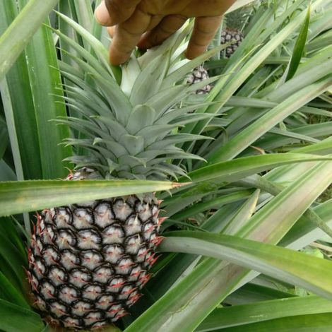 Pineapple from Cameroon