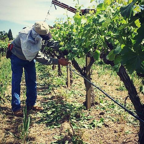 Lail Vineyards_Wine_Process1