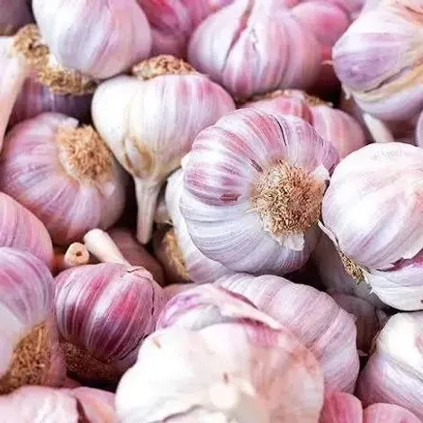 Garlics