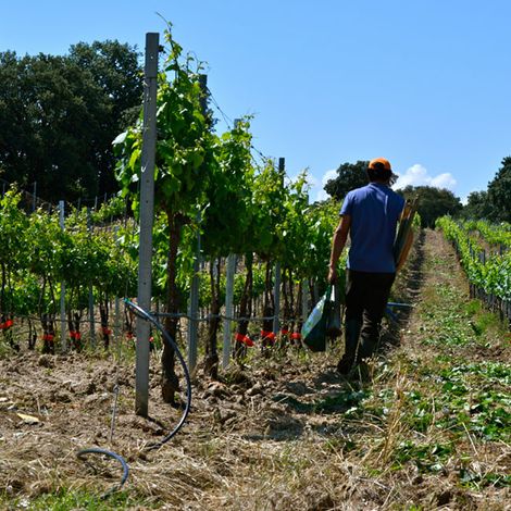 Vineyards