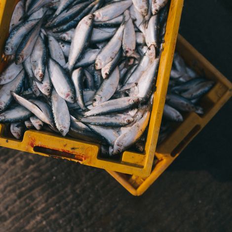 fish_box.jpg