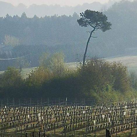 Château Des Cordonniers
