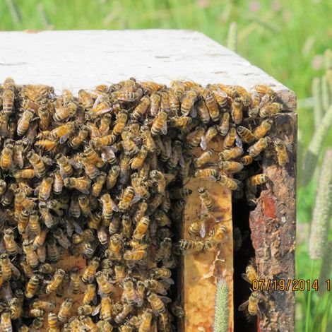 Wolfe's Natural Bee Products Inc.