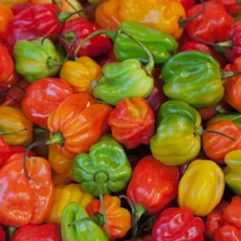 scotch-bonnet-pepper-for-sale0-0669169001625764012-300-.jpg.webp